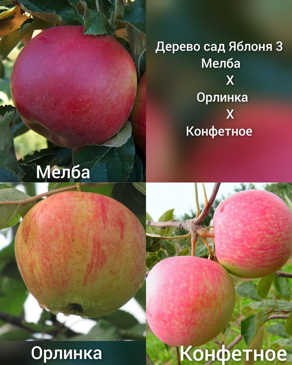 Яблони орлинка фото и описание сорта