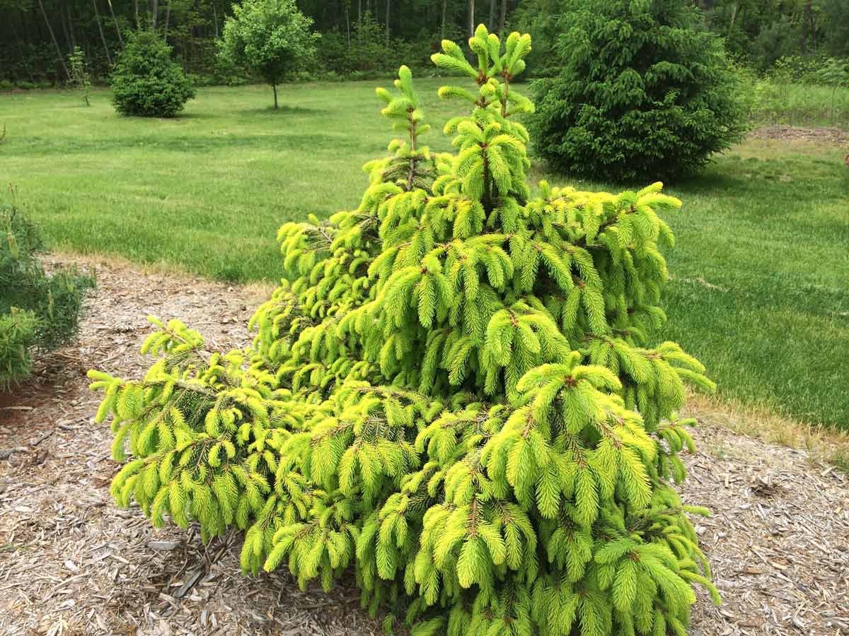 Ель обыкновенная Акрокона (Picea Abies Acrocona)