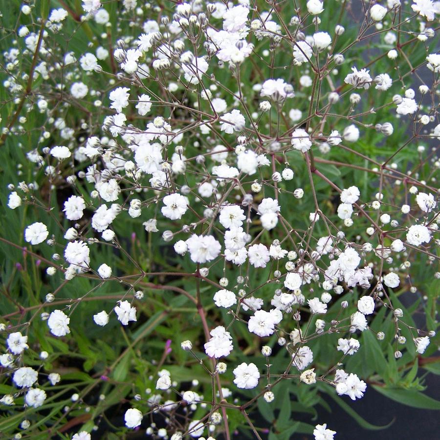 Гипсофила paniculata ‘Bristol Fairy’